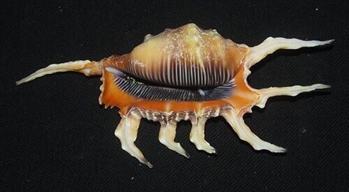 143 mm LARGE Lambis Scorpius Conch Seashell Phuket Thailand GREAT COLOUR #A2