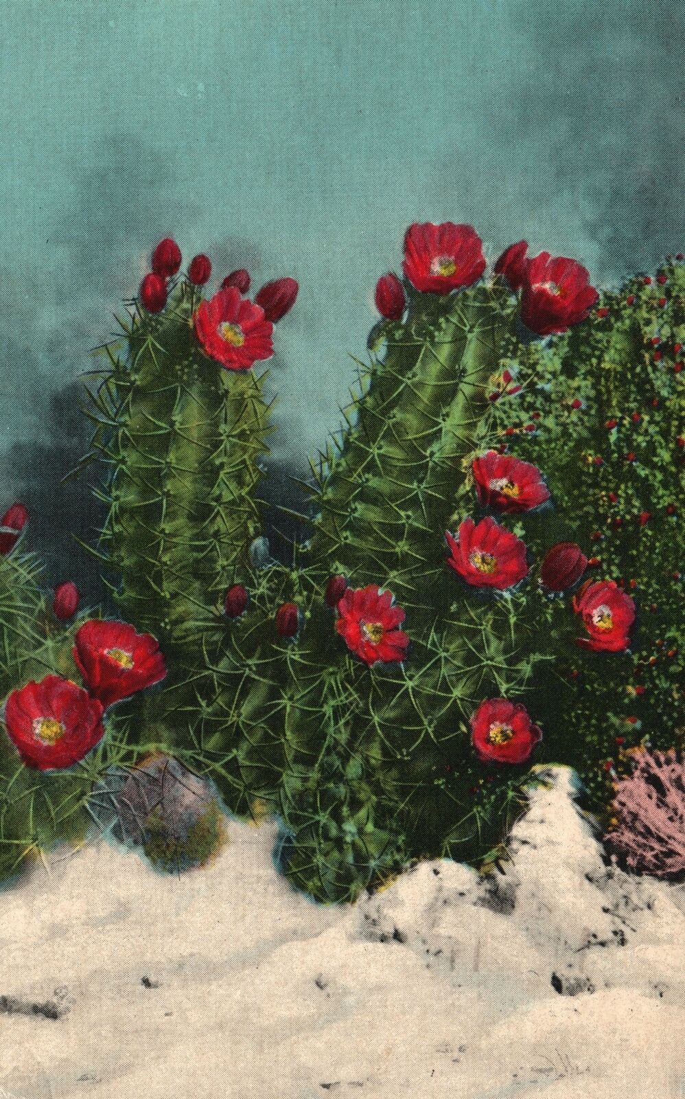 Vintage Postcard 1955 White Sands Cactus Brilliant Species Of Cacti White Sands