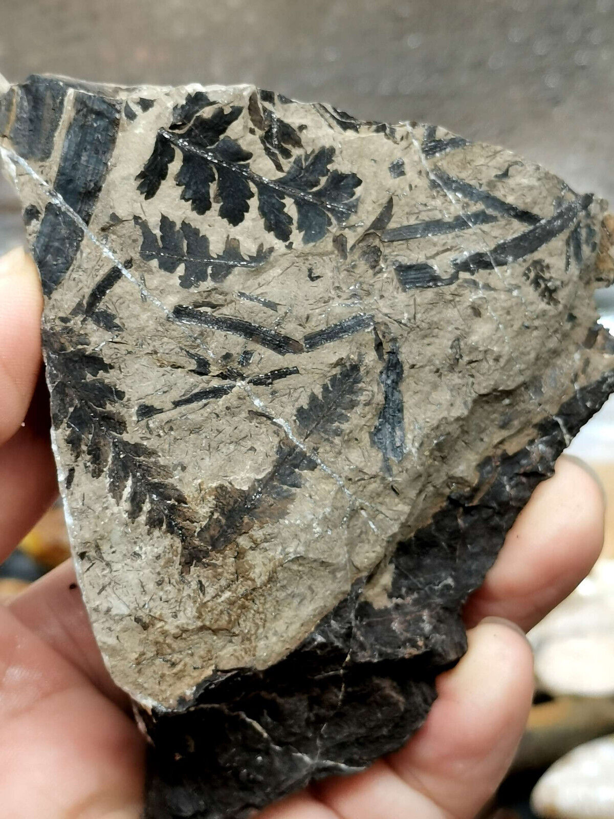 Jurassic leaf plant Fossils from the Ice Age