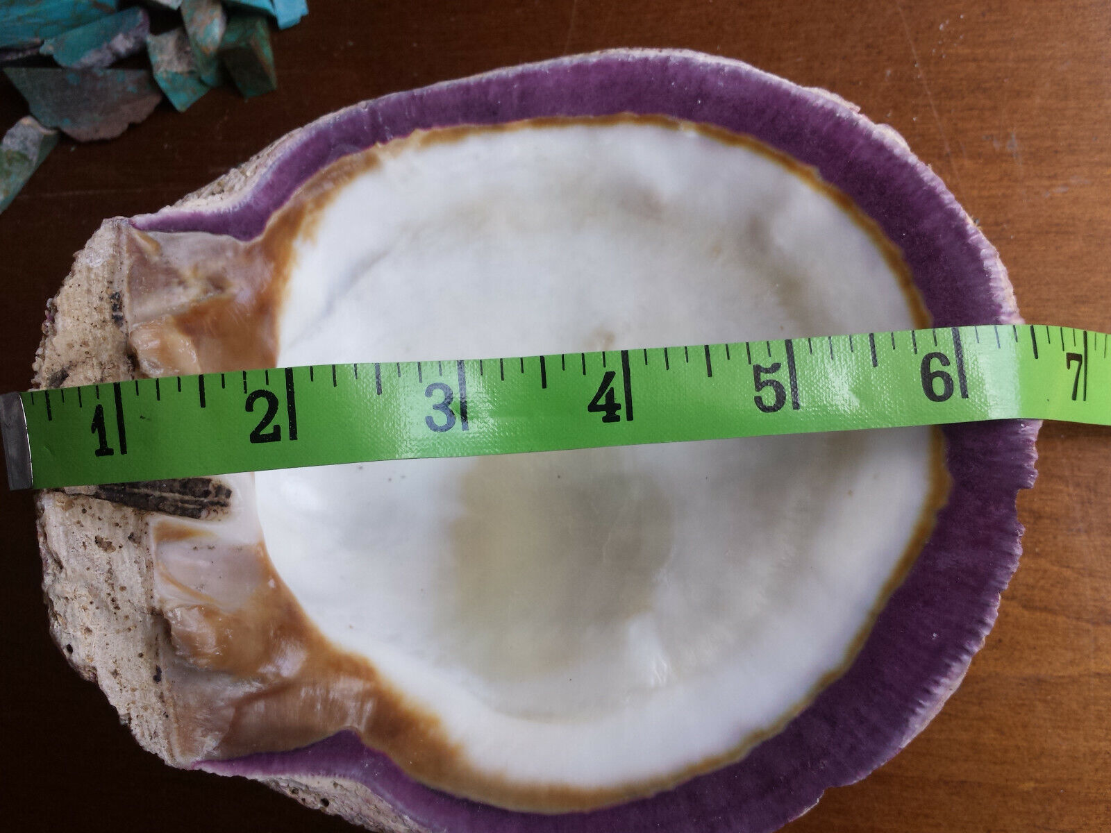 Spiny Oyster Purple Half Shell  approx. 6 \