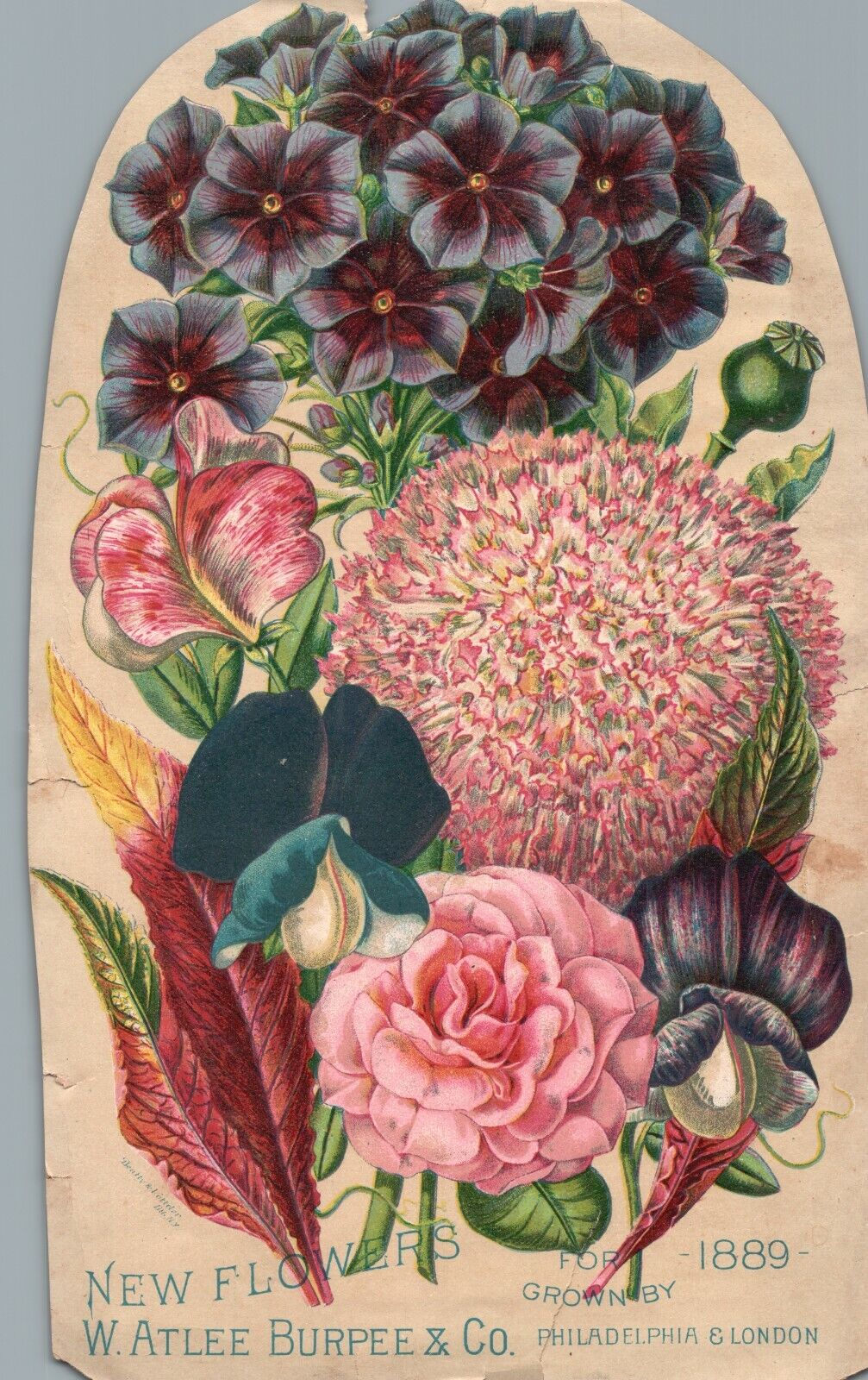1889 New Flowers W. Atlee Burpee & Co. Philadelphia & London Trade Card