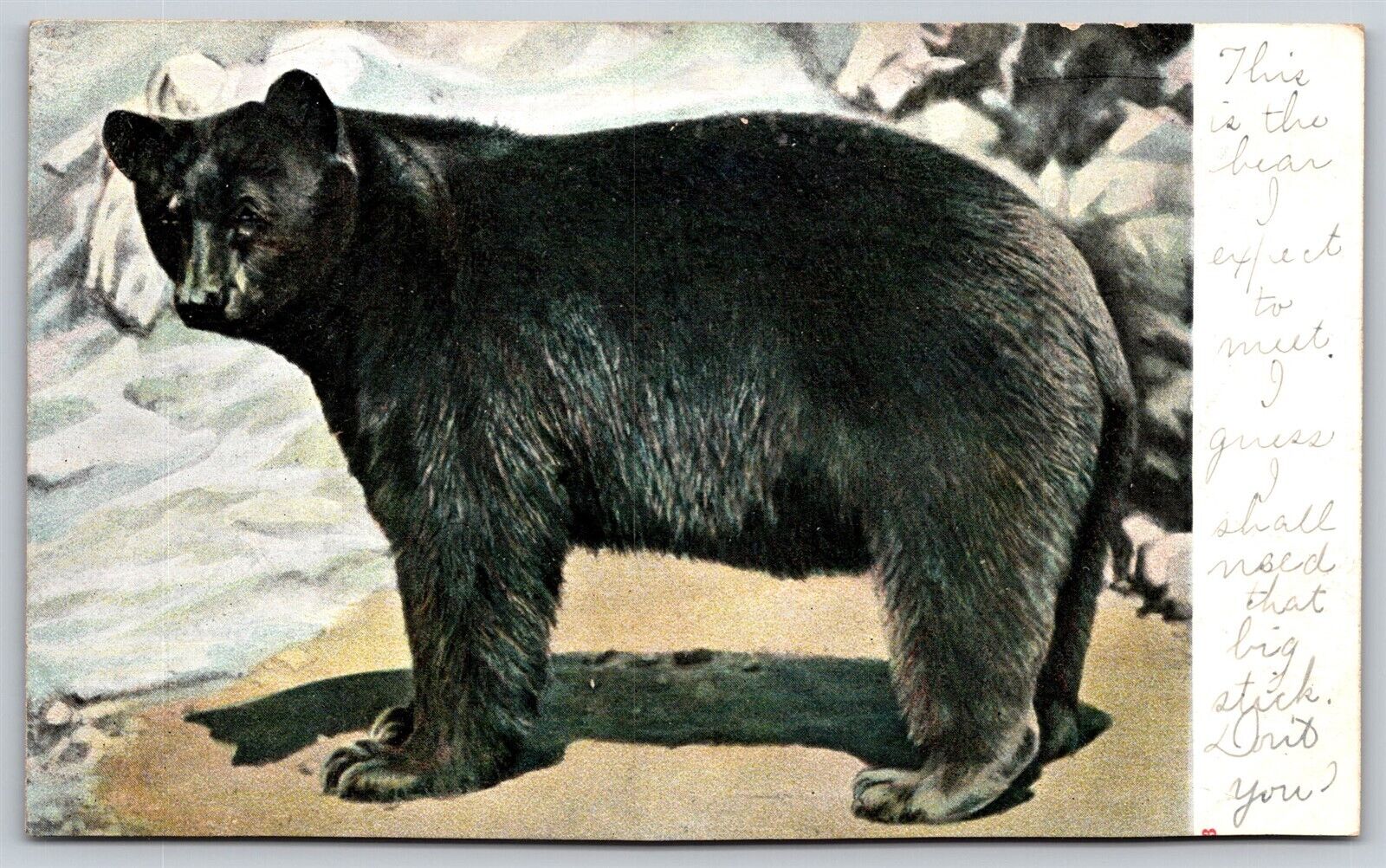 Postcard Side Profile of Black Bear L111