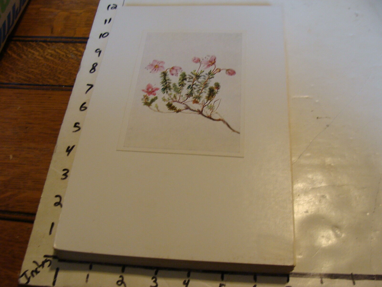 Vintage Flower Post Card mounted on board: Rhododendron Zwergalpenrose