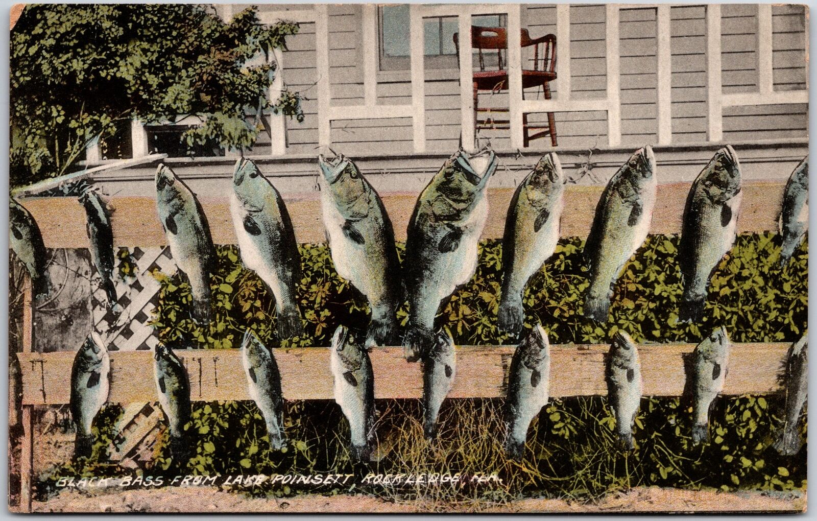 Rockledge Florida, Black Bass From Lake Poinsett, Drying Fish, Vintage Postcard