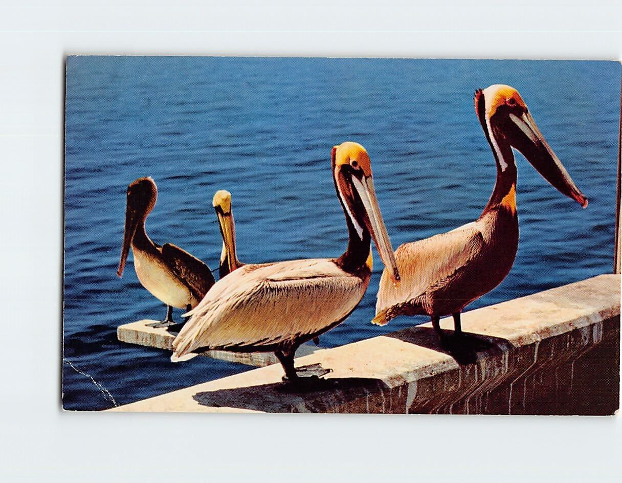 Postcard A peculiar bird is the pelican