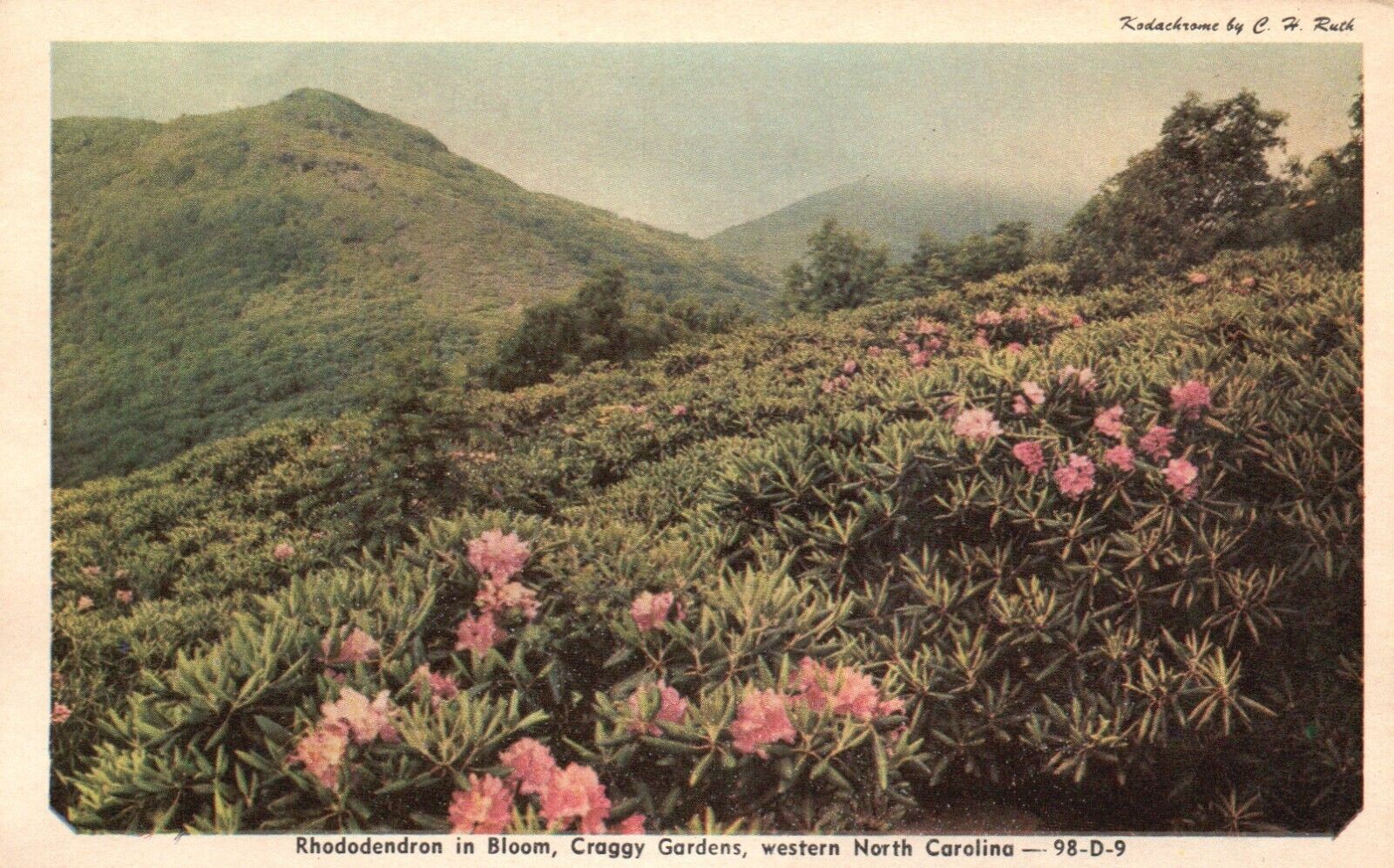 Postcard NC Western North Carolina Rhododendron in Bloom Craggy Gardens PC H9828