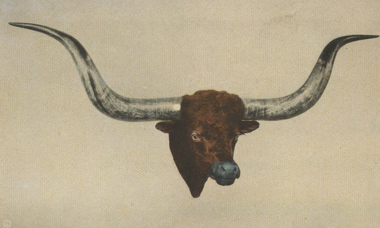 Worlds Largest Steer Horns - Albert\'s Buckhorn Saloon White Border VTG Post Card
