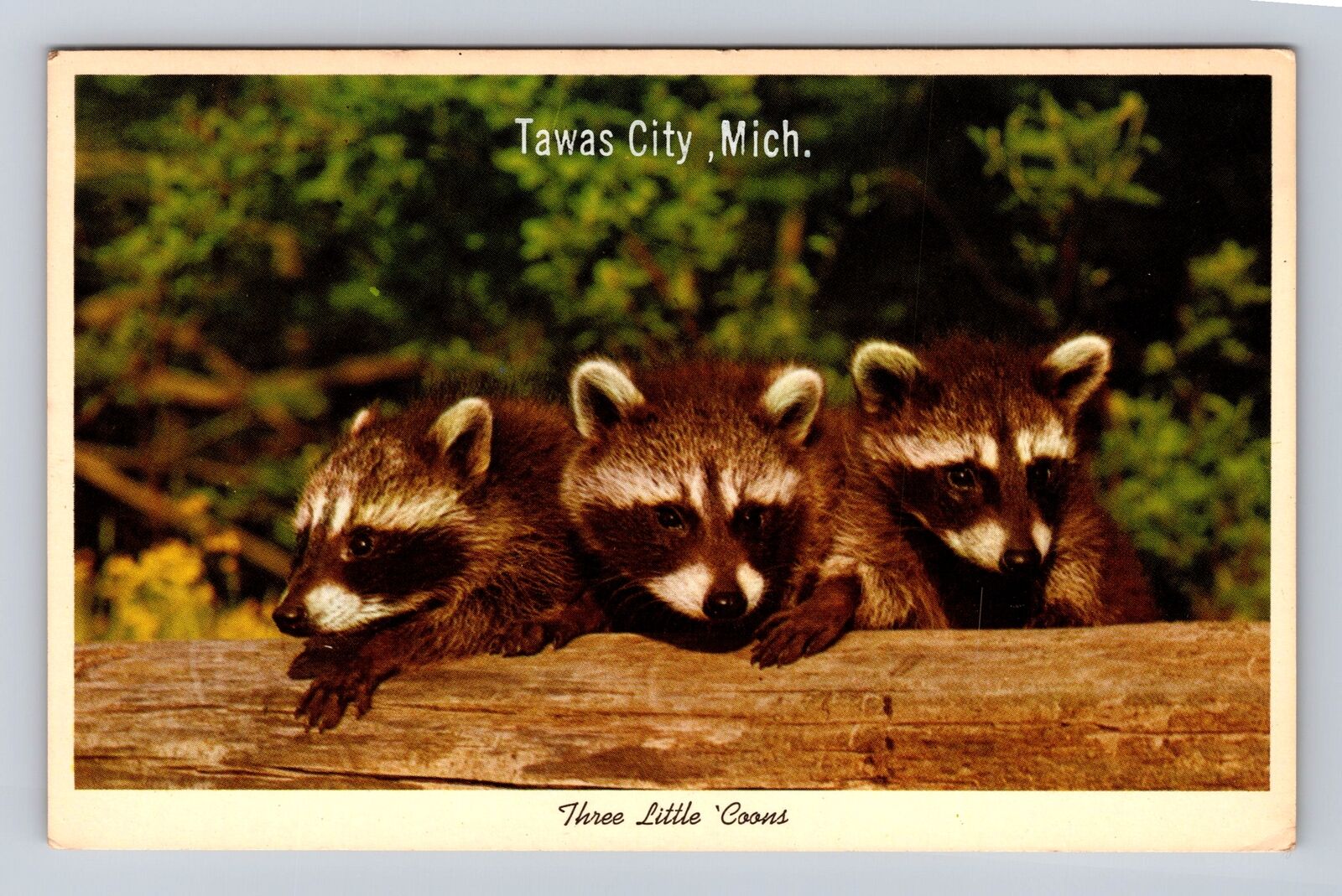 Tawas City MI-Michigan, Three Little Coons, Antique, Vintage Souvenir Postcard