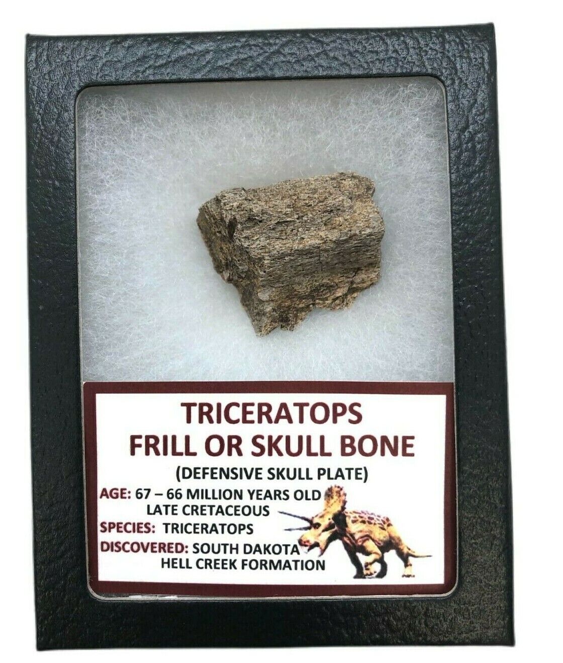 Ancient Triceratops Frill or Skull Bone - 67/66 MYO - Hell Creek - FRILL21