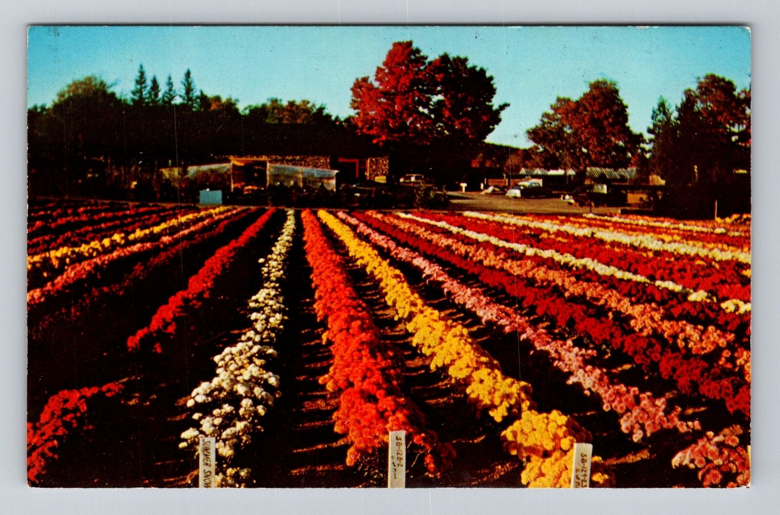 Bristol CT-Connecticut, Chrysanthemum Display Bristol Nurseries Vintage Postcard