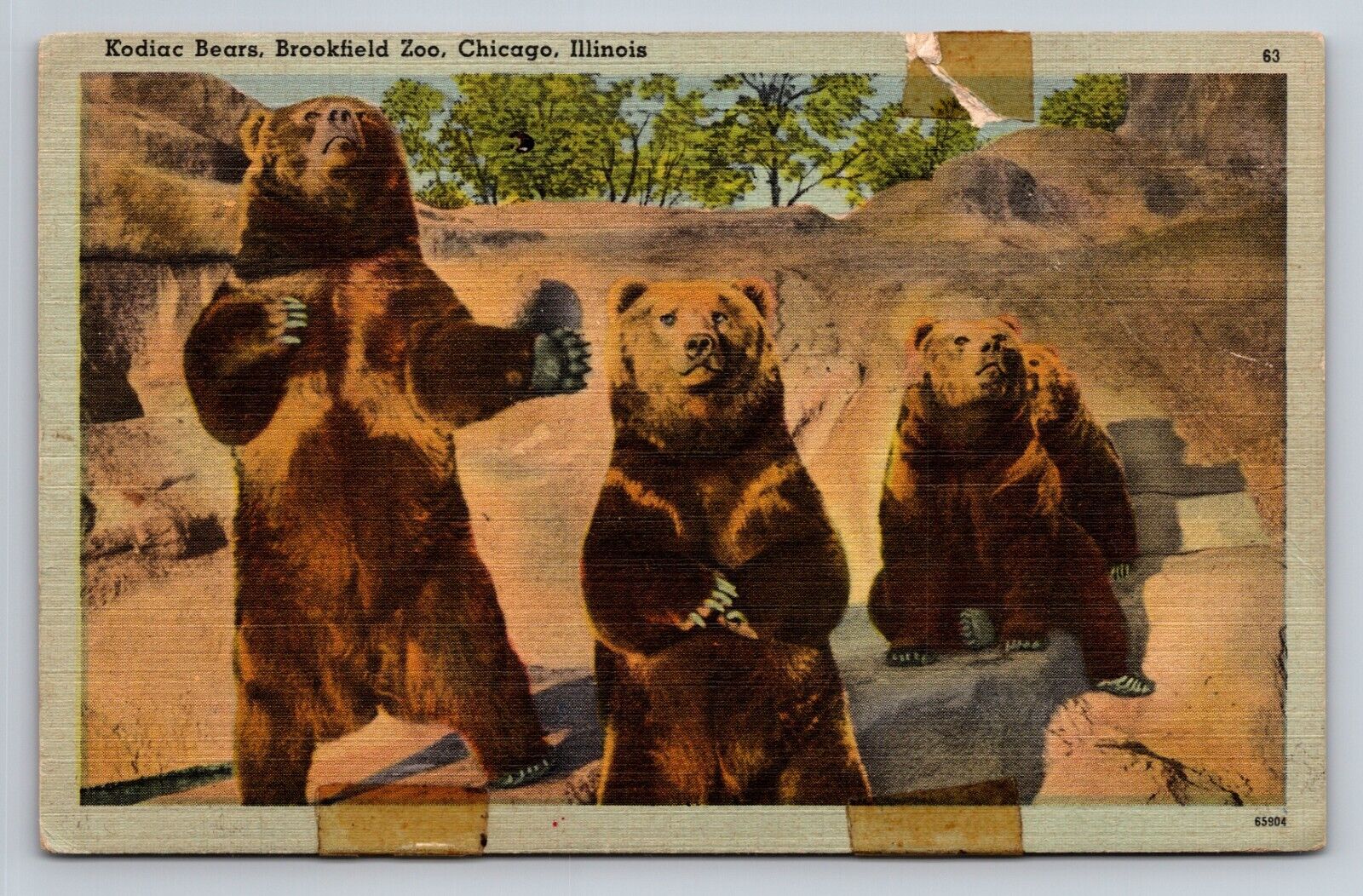 Kodiac Bears Brookfield Zoo Chicago Illinois Vintage Unposted Linen Postcard