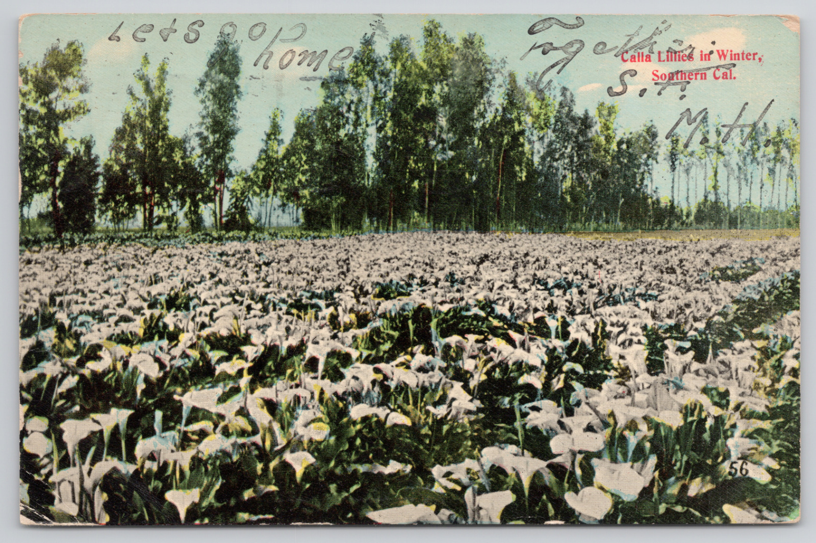 Southern California Calla Lilies In Winter Posted 1913 Divided Back Postcard