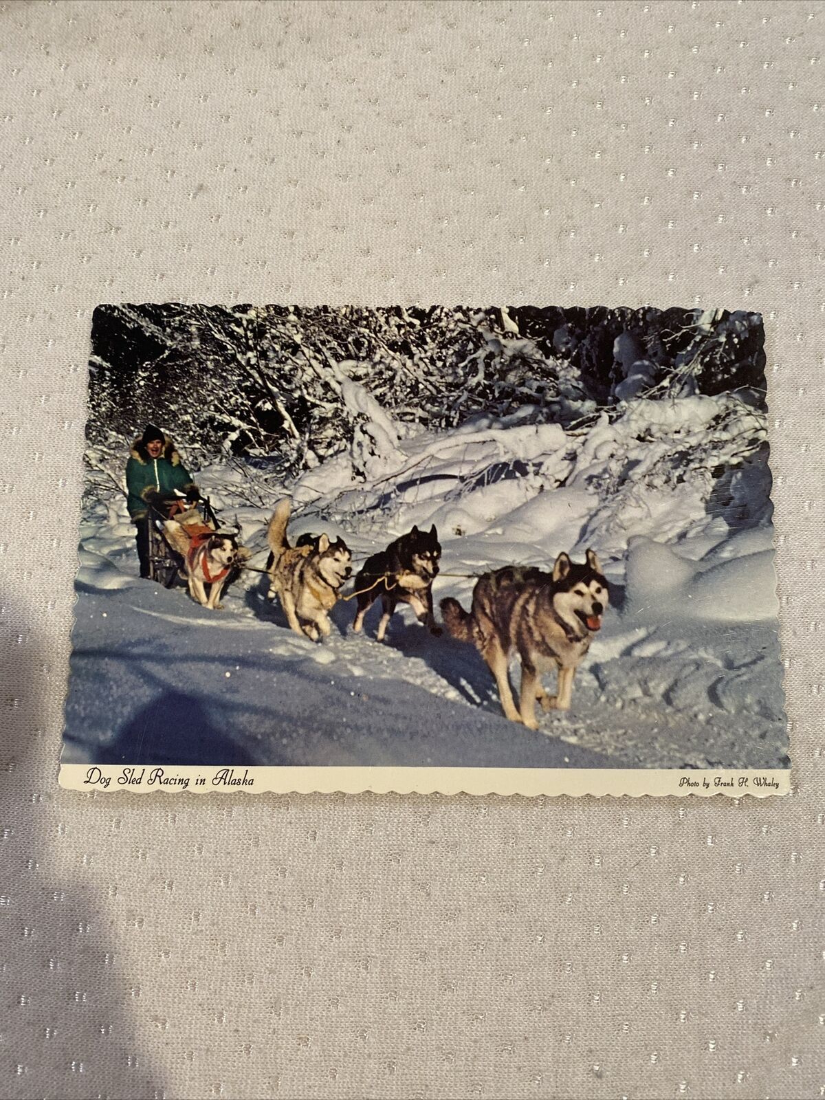 Postcard Dog Sled Racing Alaska 