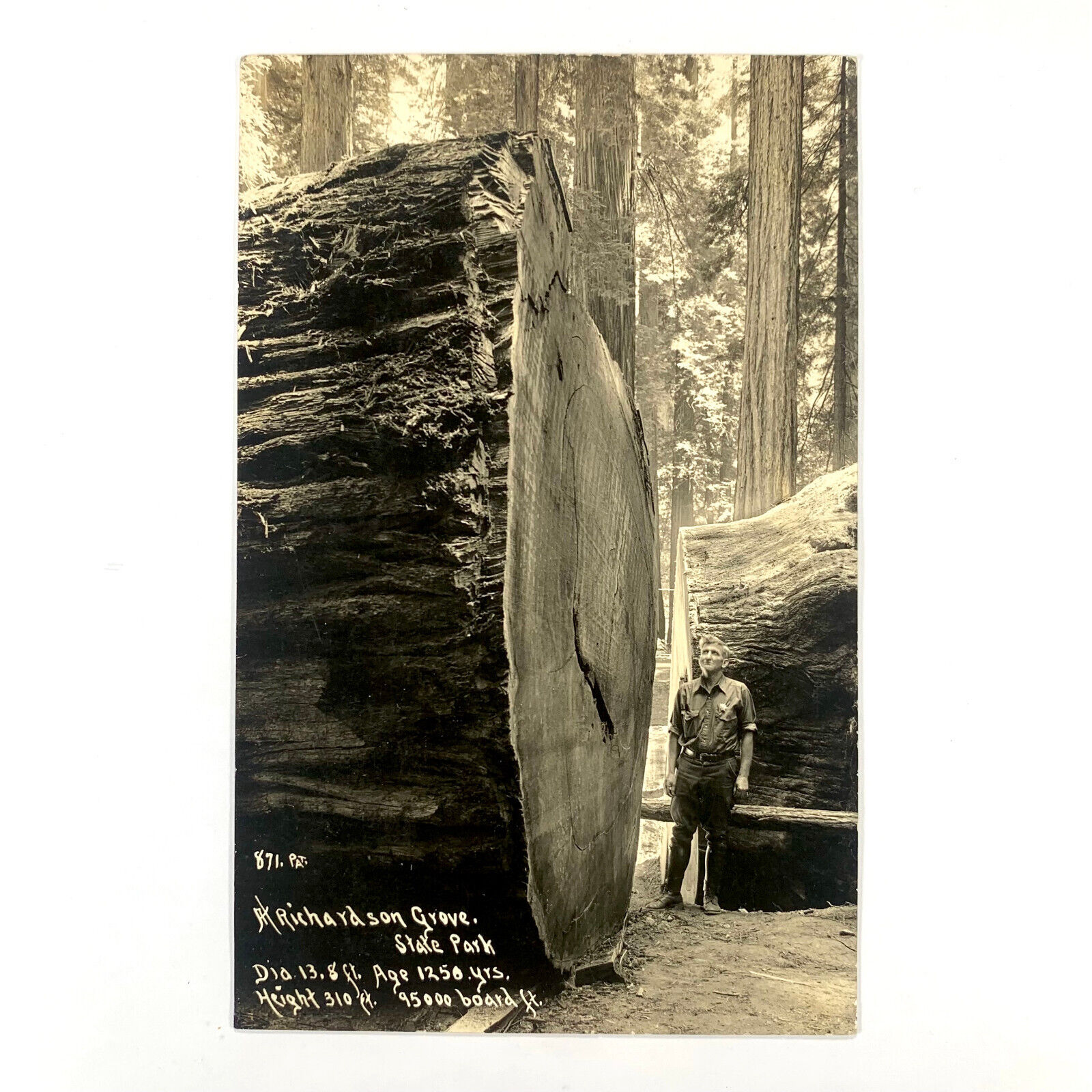 Postcard RPPC California Redwood Highway Richardson Grove Cross Cut Tree 1937