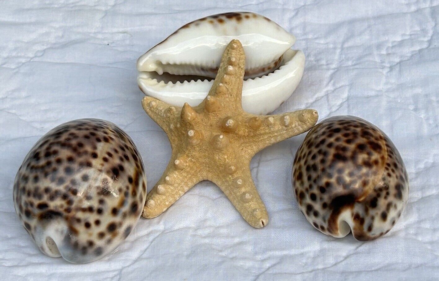 Cypraea Tigris Lot of 4 Seashells - Tiger Cowrie Shells & Starfish Beach Decor