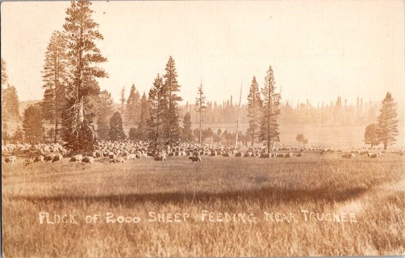 Vintage RPPC Postcard Herd of Sheep near Truckee CA California c.1910-1924 K-215