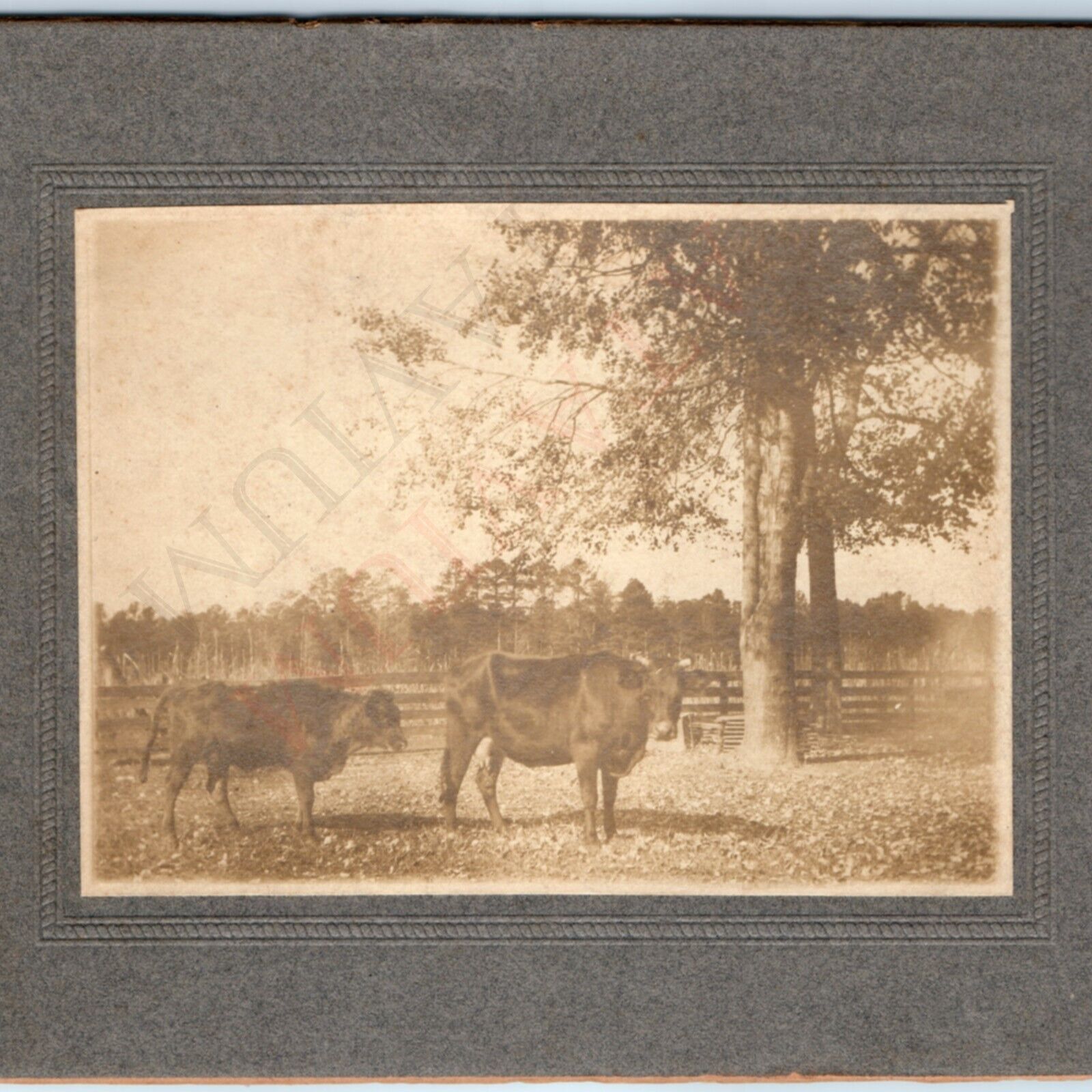 c1890s Outdoor Farm Cattle Shot Cabinet Card Real Photo Autumn Cow Bull Calf B22