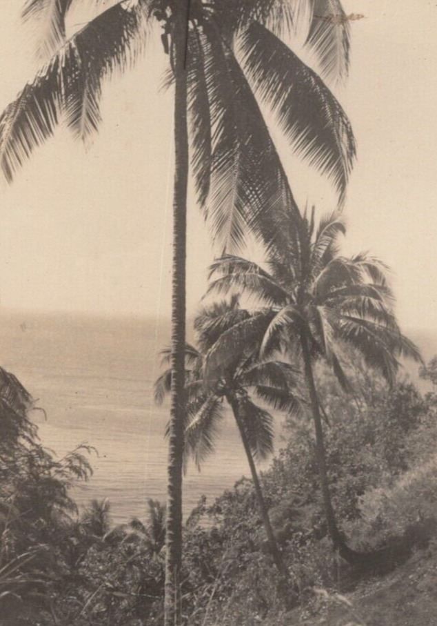 5B Photograph Picturesque Artistic Palm Trees Ocean View 1940's 