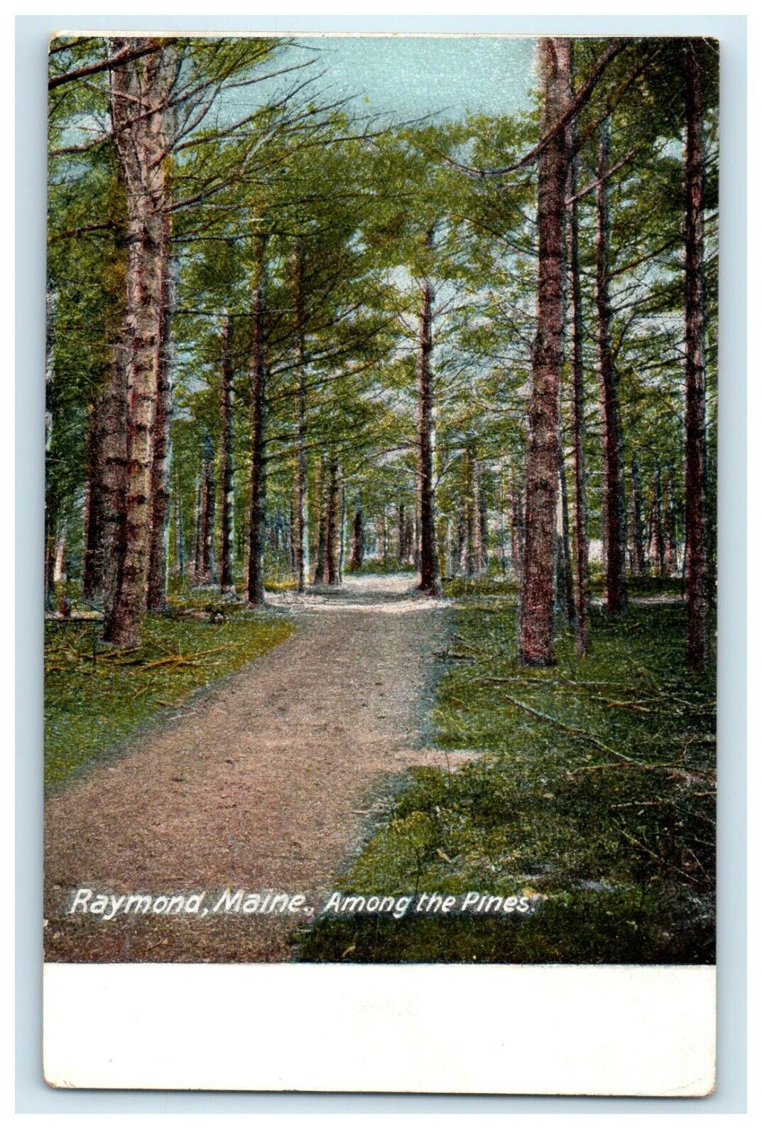 c1905 View Among The Pines Raymond Maine ME Unposted Antique Postcard