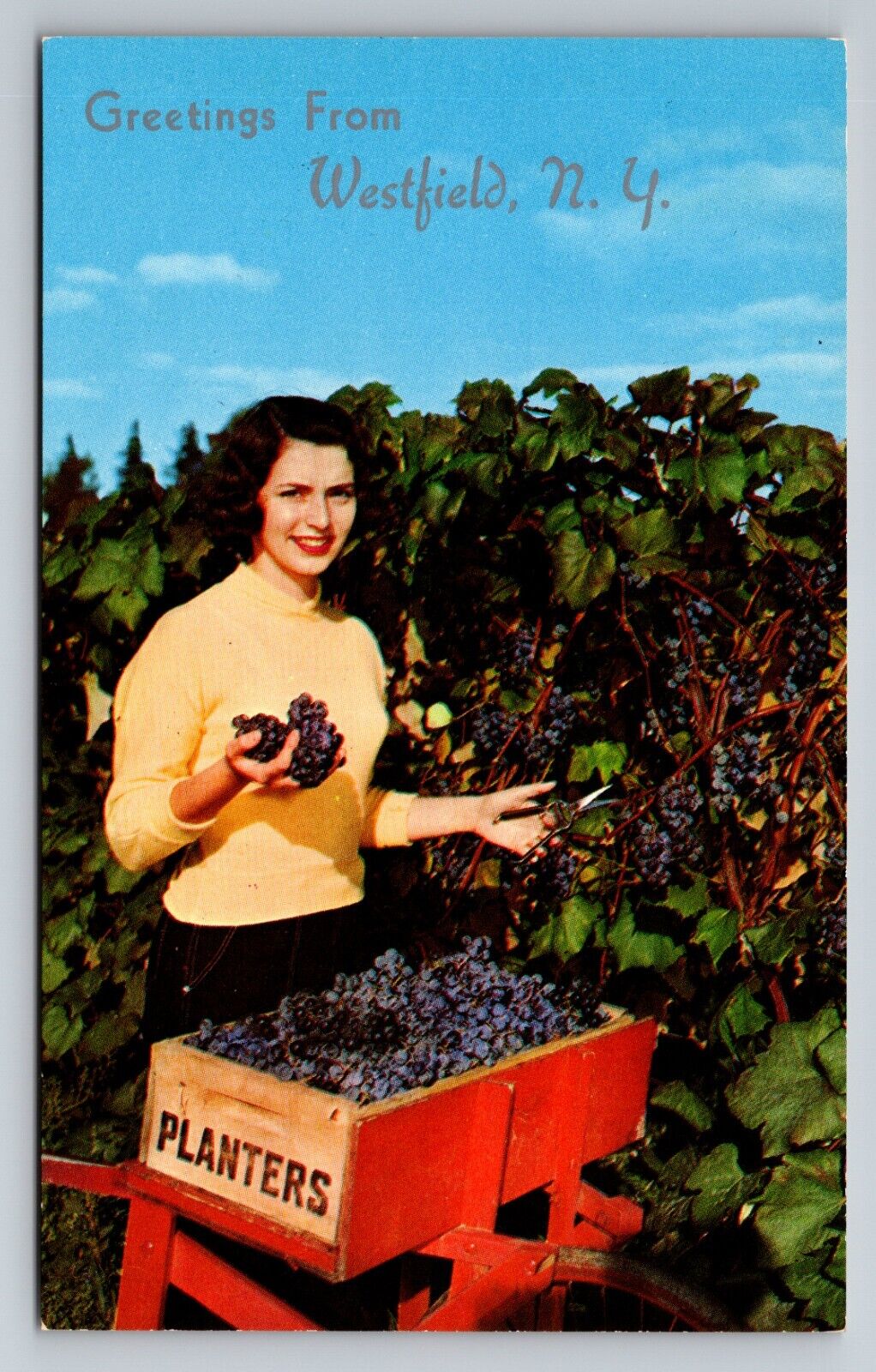 Greetings From Westfield New York Vintage Unposted Concord Grape Harvest Girl