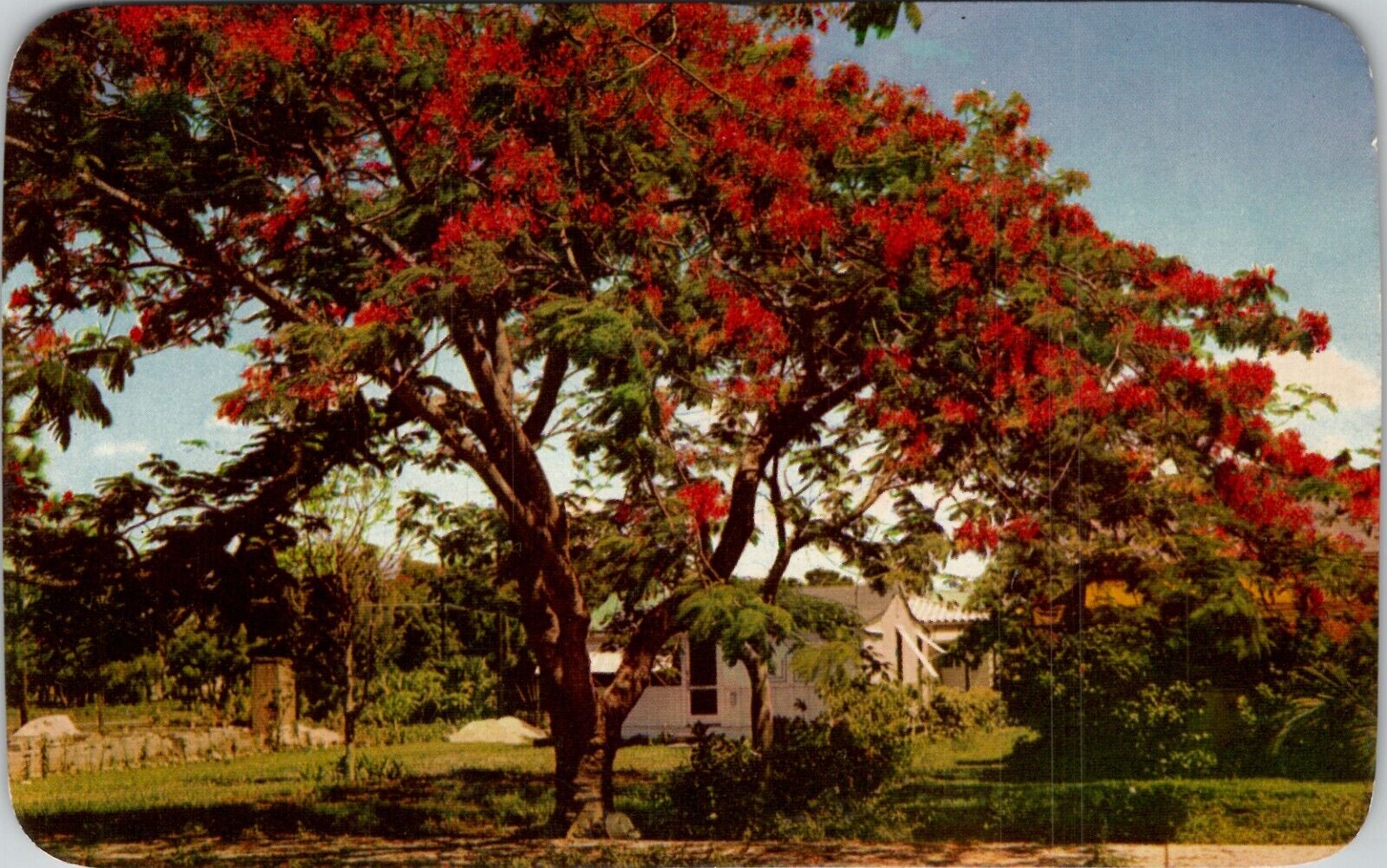 The Royal Poinciana Tree Vintage Postcard spc4