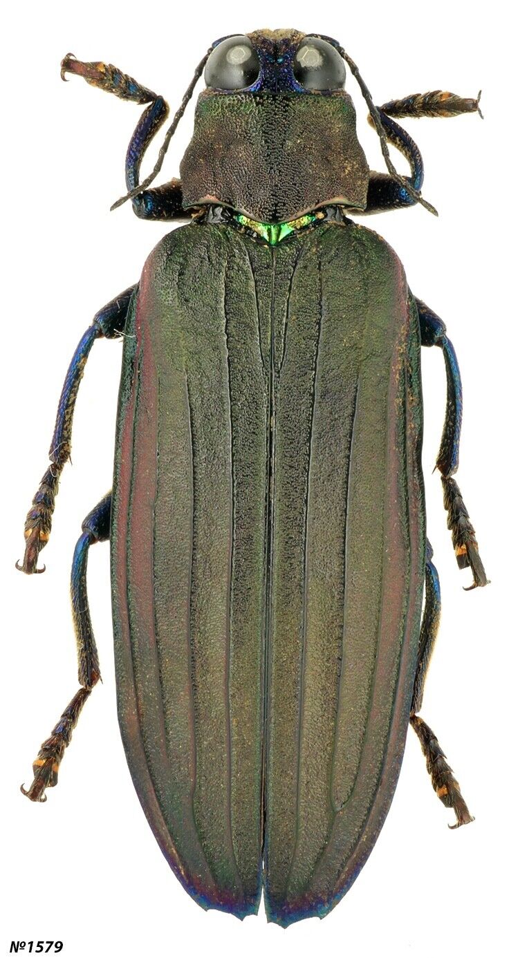 Coleoptera Buprestidae Demochroa sp. Indonesia Halmahera isl. 33mm