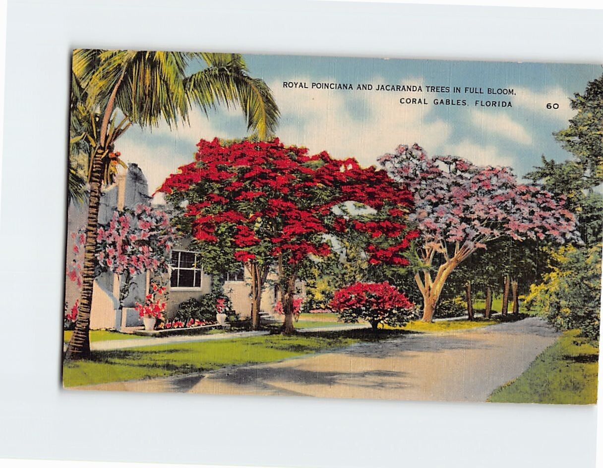 Postcard Royal Poinciana And Jacaranda Trees In Full Bloom, Coral Gables, FL