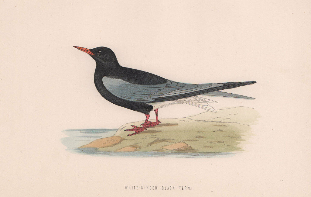 White-Winged Black Tern. Morris's British Birds. Antique colour print 1870