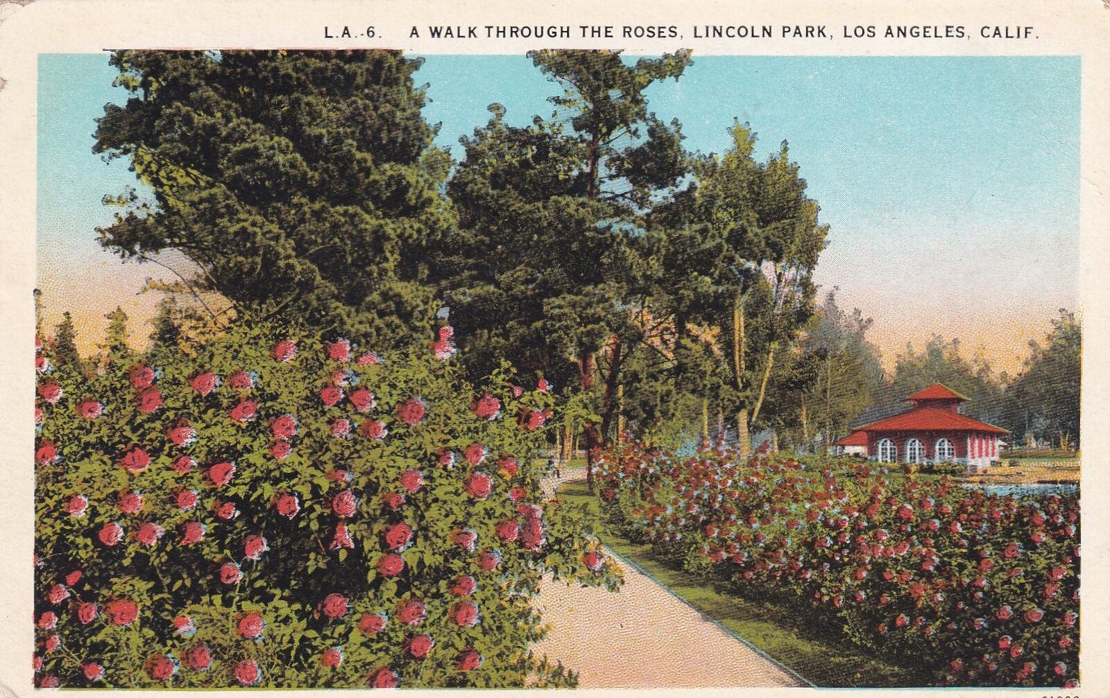 Roses Lincoln Park Los Angeles California CA Postcard C61
