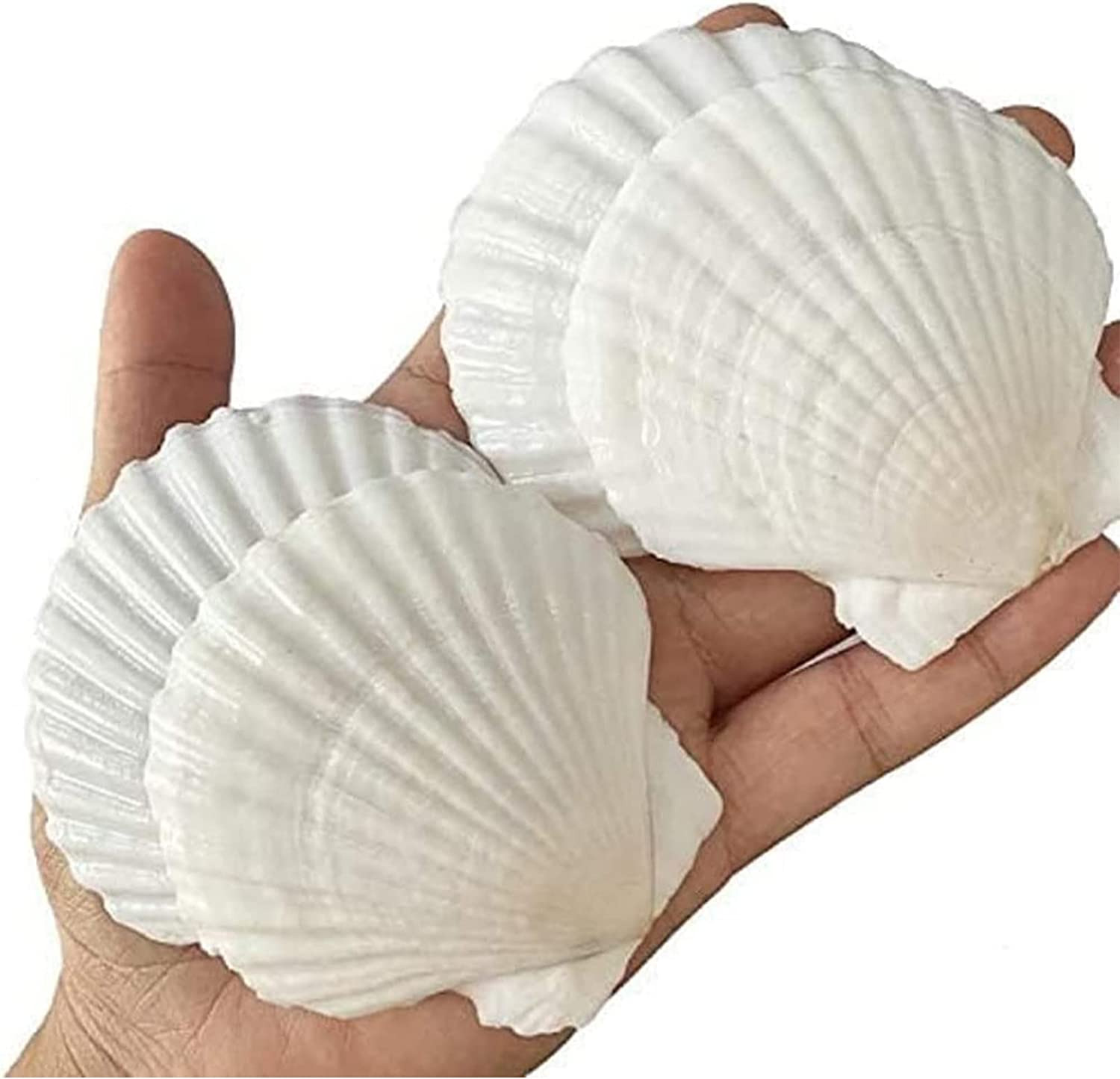 25PCS Sea Shells for Crafts Decoration 2\'\'-3\'\' White Scallop Shells, for Crafts 