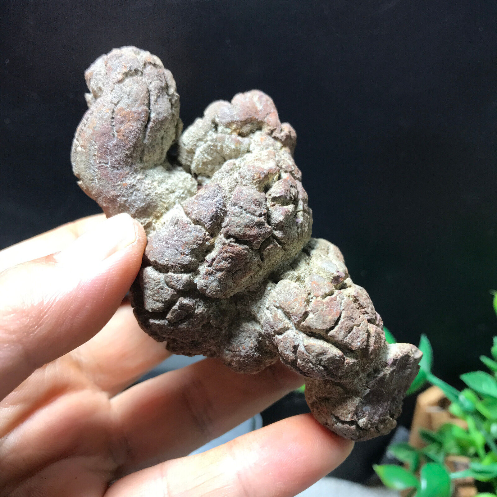 192g Top Best Rare dinosaur dung coprolite Poop Specimen from Madagascar 216