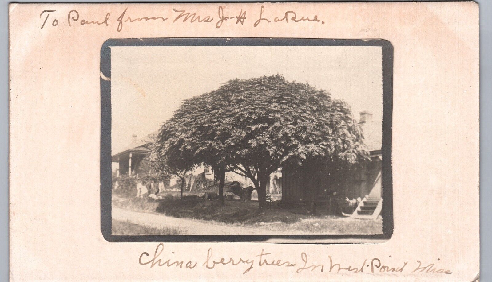 CHINA BERRY TREES west point ms antique homemade postcard mississippi diy rppc