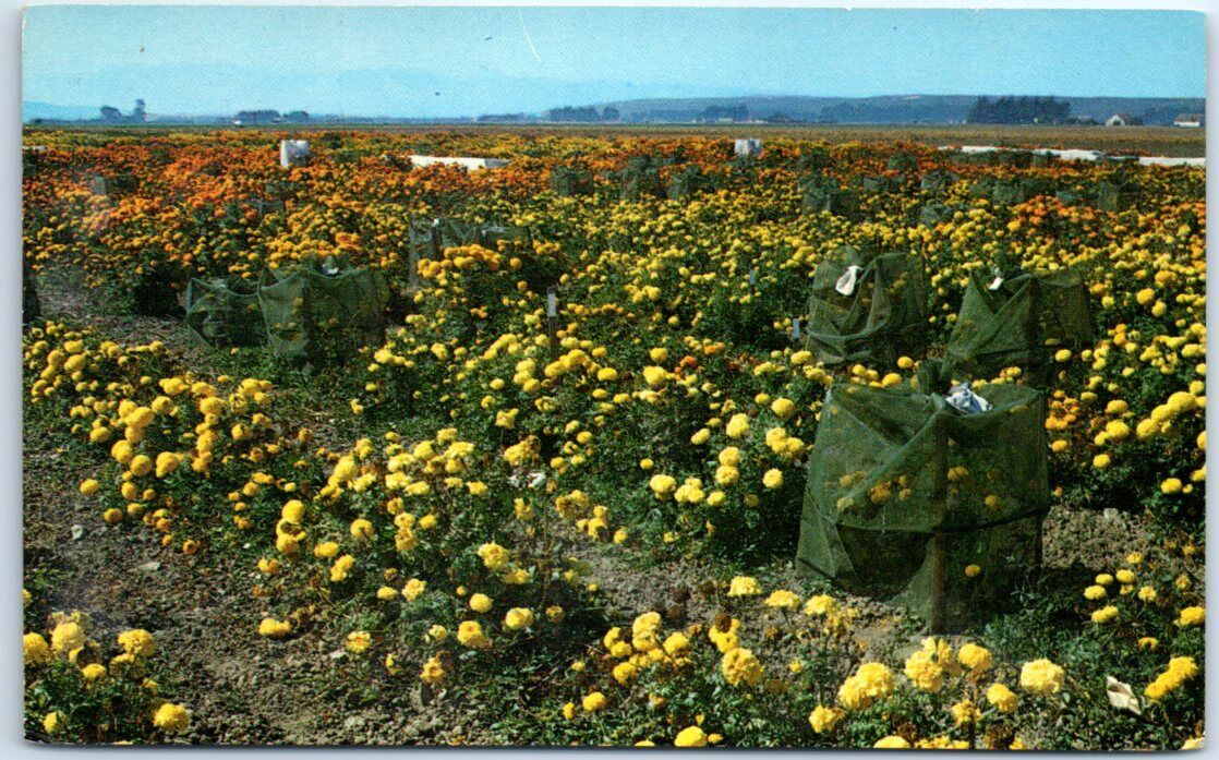 Marigold - Flower Gardens - Valley of Flowers - Lompoc, California, USA