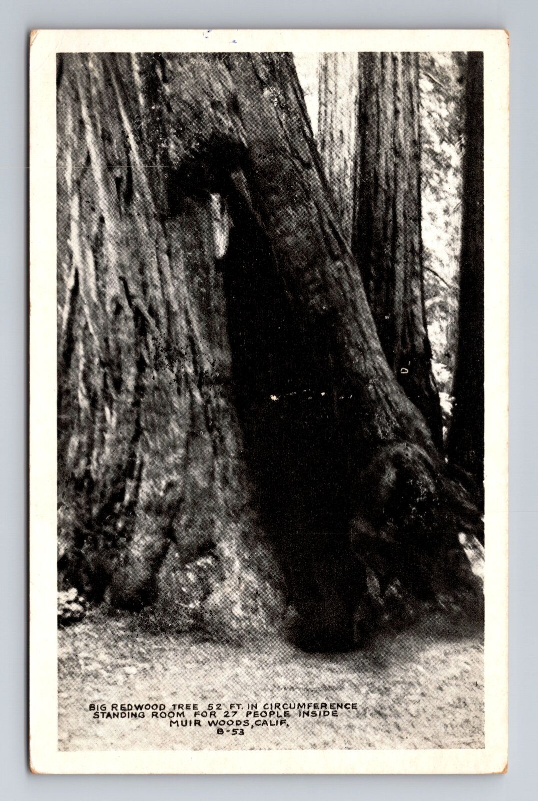 Muir Woods CA-California, Huge Redwood Tree, Antique Vintage Souvenir Postcard