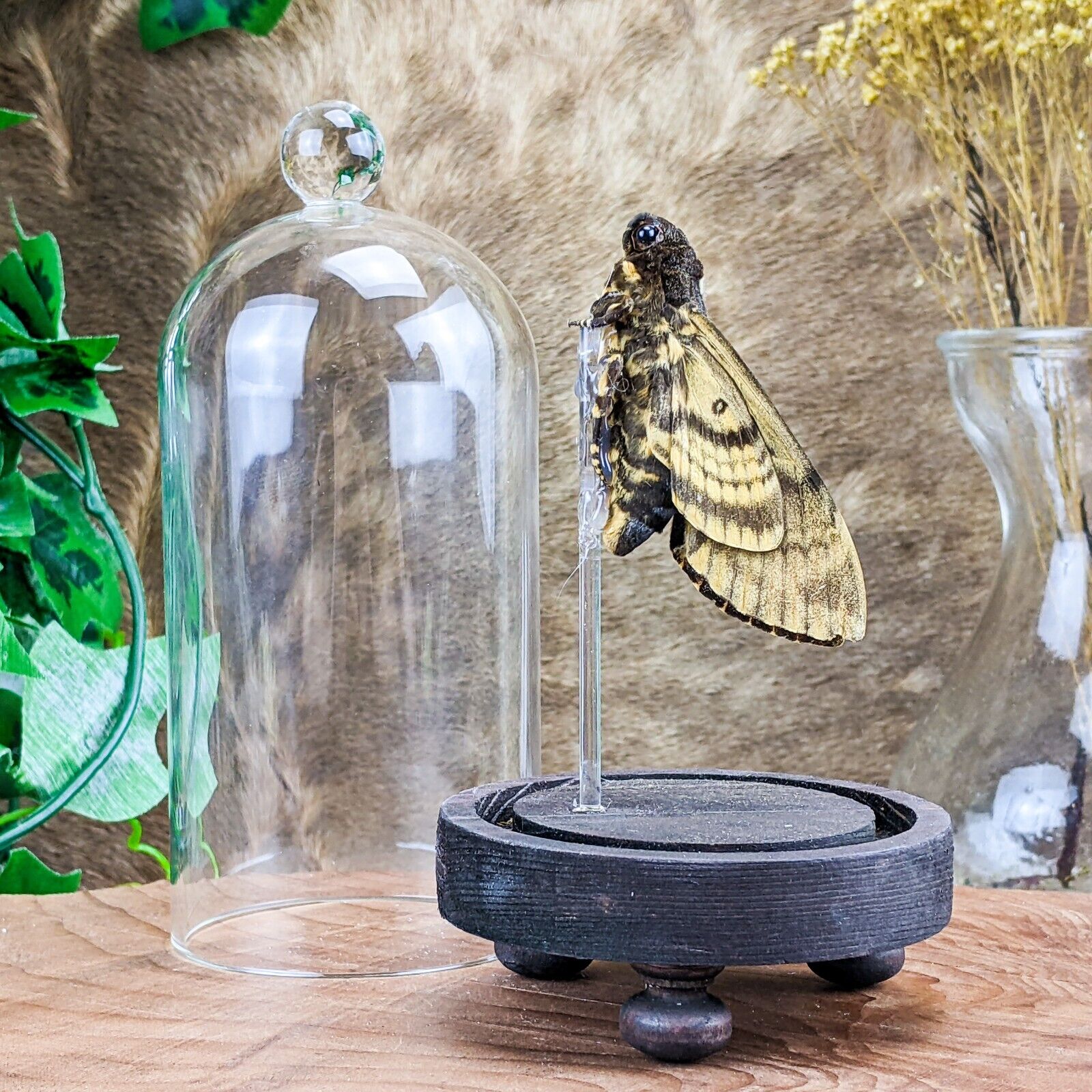 Q36a Death\'s Head Hawk Moth Taxidermy Entomology Glass Dome Display Collectible