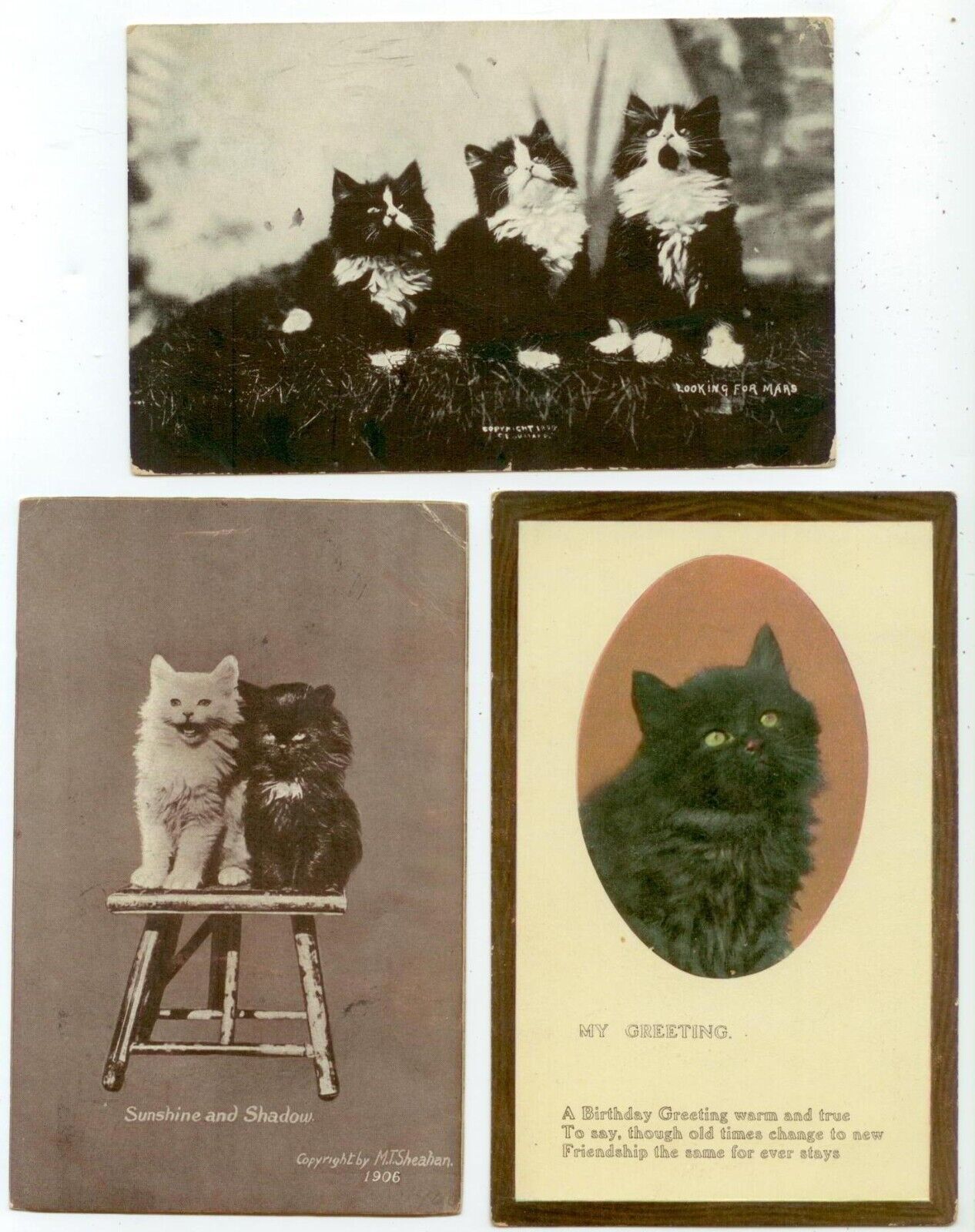 c1910 kitty cat pc group