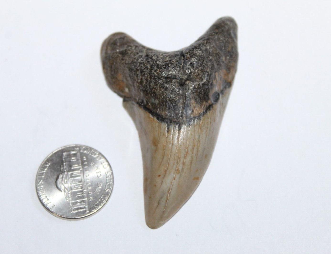 Benedini Shark Tooth Fossil Natural NO Repair 2.56