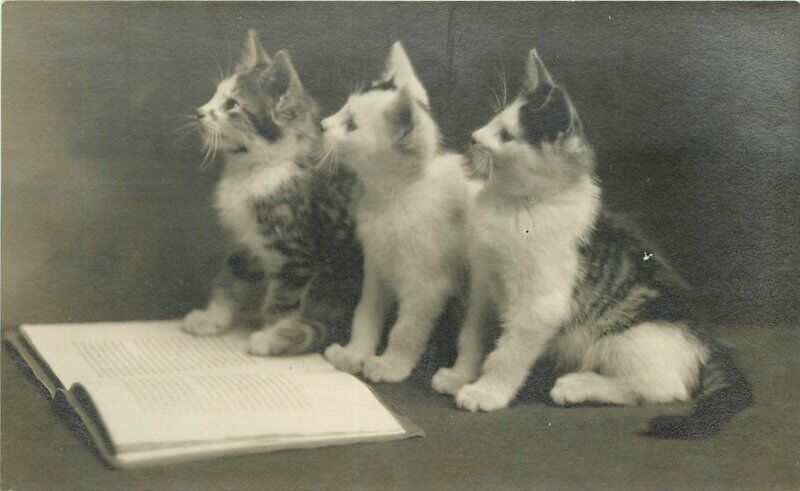 3 Cats looking while standing on book Photo Crafts RPPC Photo Postcard 22-3589