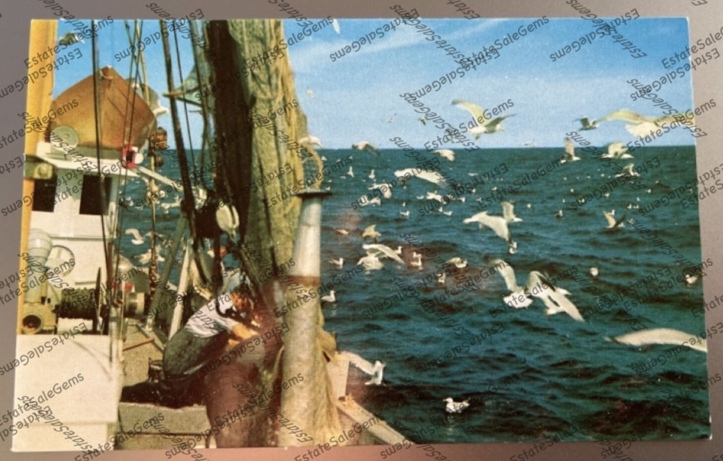 Vintage Postcard Dinnertime for the Seagulls Cape Cod Massachusetts