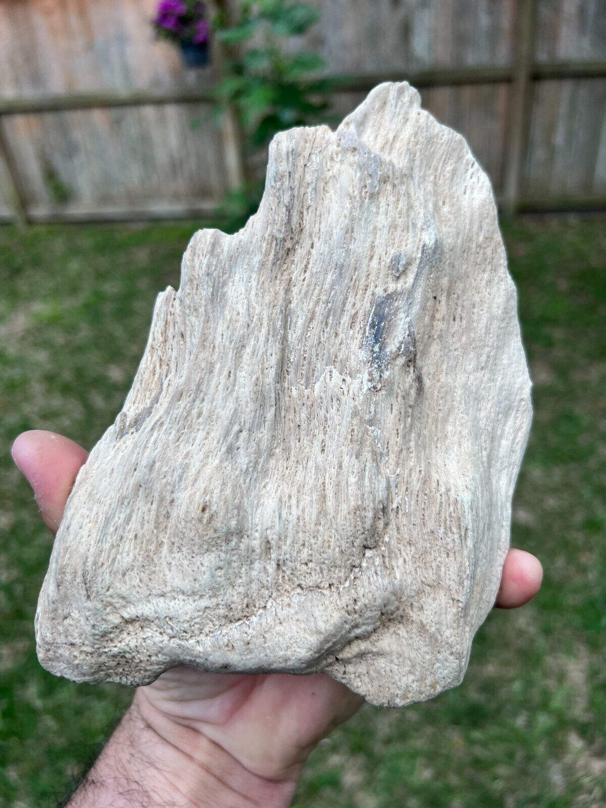 Texas Live Oak Petrified Wood 8x5x3 Natural Rotted Log Bark Fossil