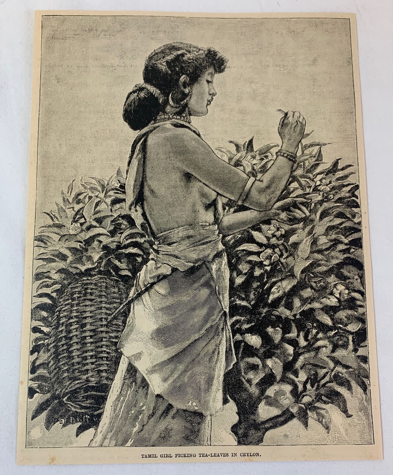 1886 magazine engraving ~ TAMIL GIRL PICKING TEA LEAVES in Ceylon ~ Sri Lanka