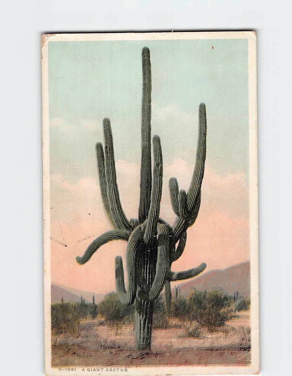 Postcard A Giant Cactus Arizona USA