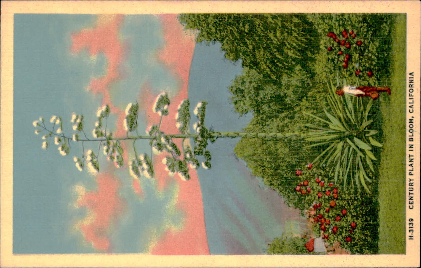 Postcard: H-3139 CENTURY PLANT IN BLOOM, CALIFORNIA