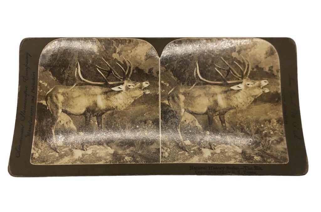 Antique Stereoview Card Natural History Series ELK American Stereoscopic Co 1902