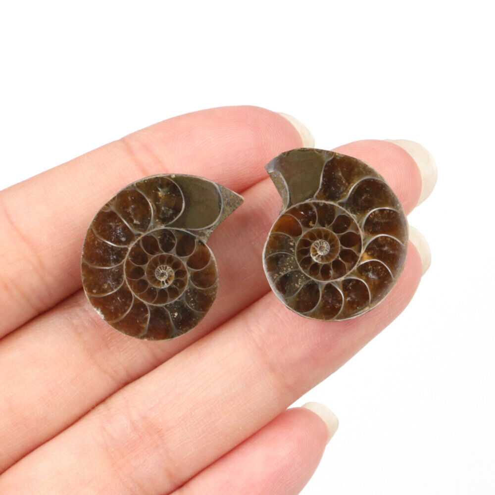 2pcs 10-20mm Half Cut Natural Ammonite Shell Fossil Specimen Madagascar Collect