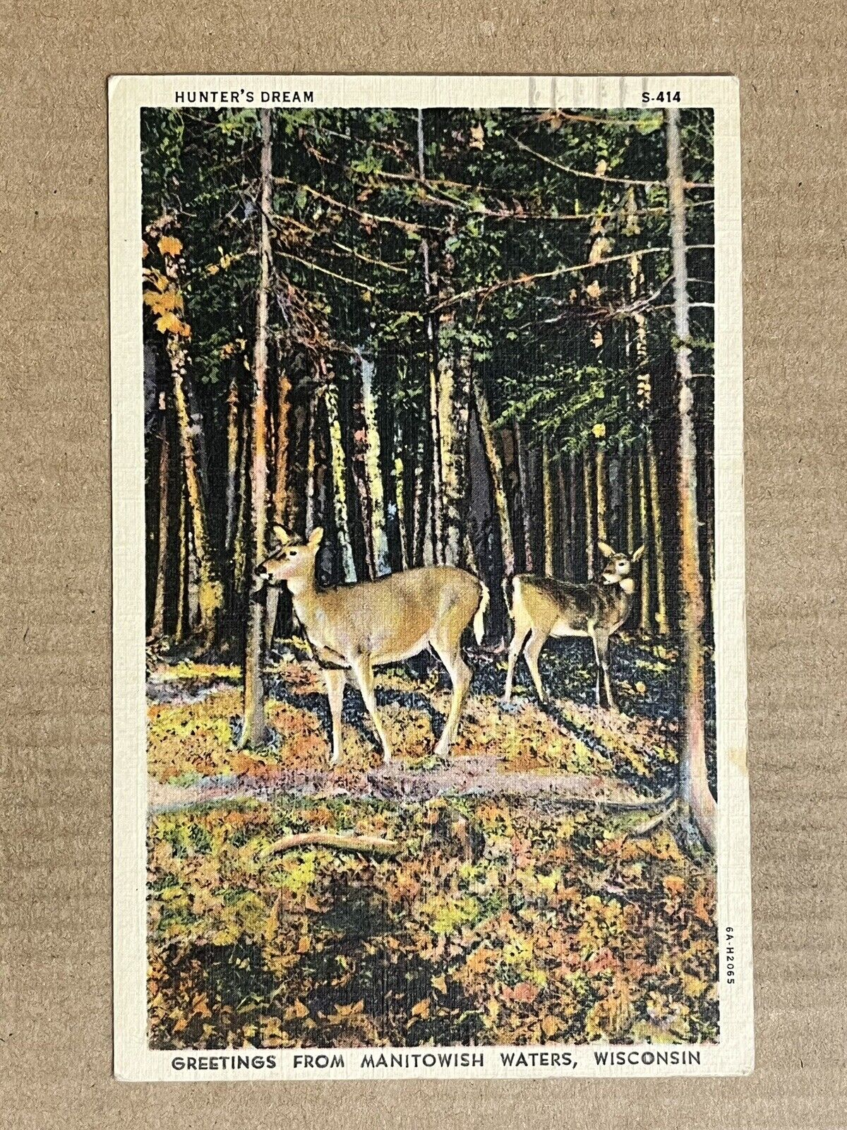 Postcard Manitowish Waters Wisconsin WI Greetings Whitetail Deer Doe Animal PC