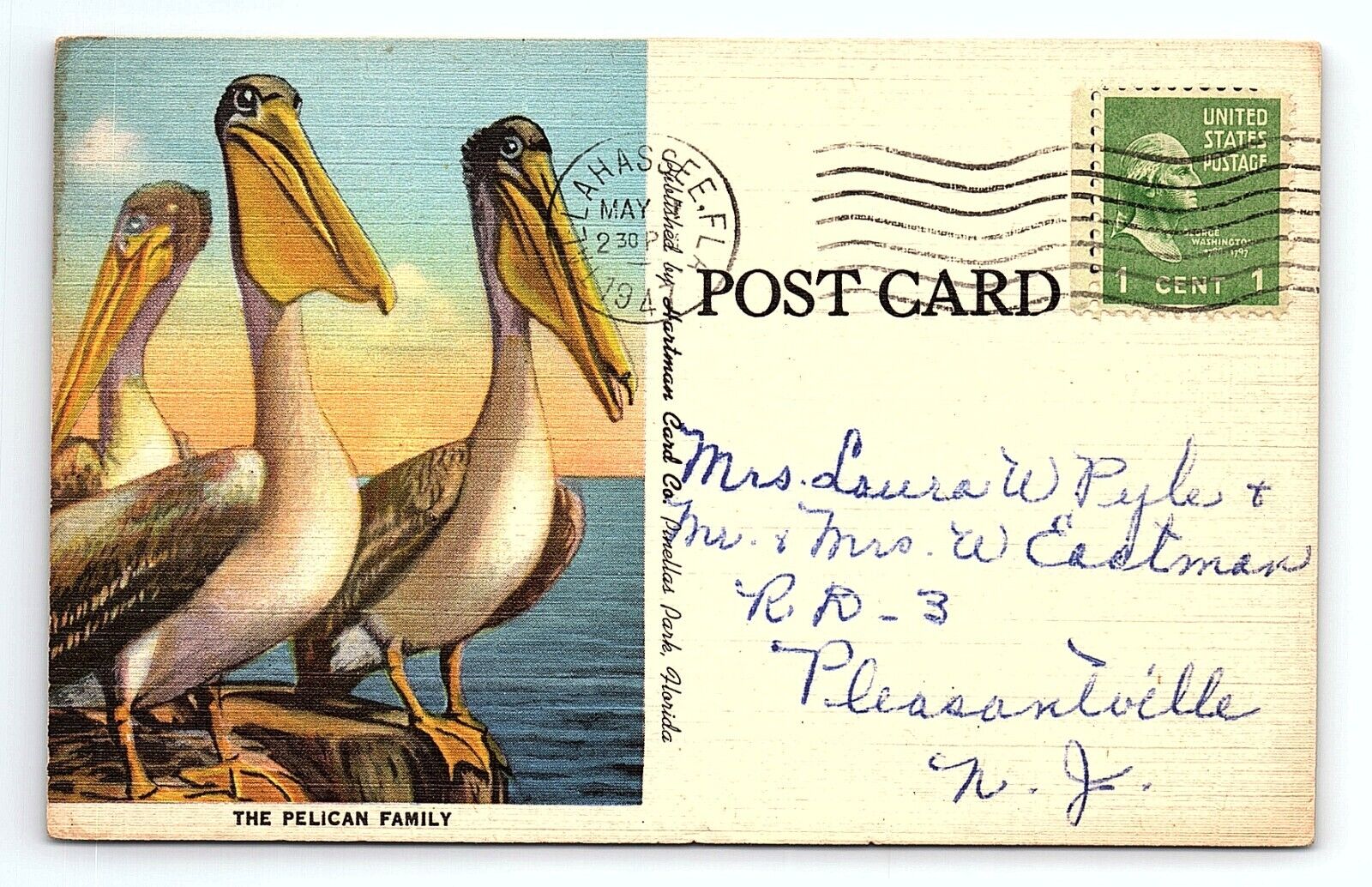 The Pelican Family Ocean Dock Tallahassee Florida Birds Vintage Postcard