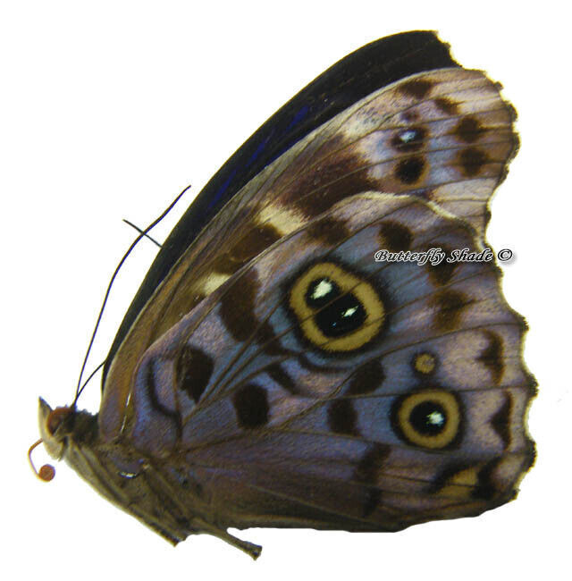 Unmounted Butterfly/Nymphalidae - Eunica alpais alpais, male, Peru