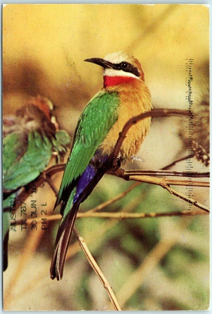 Postcard - White-Fronted Bee Eater