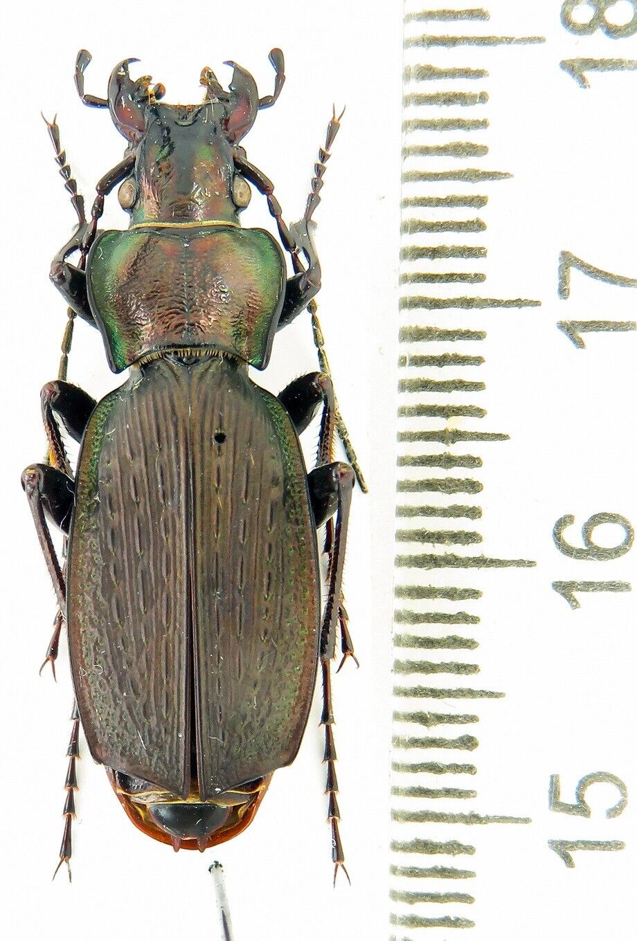 Carabidae  Carabus (Archiplectes) starcki, NW Caucasus